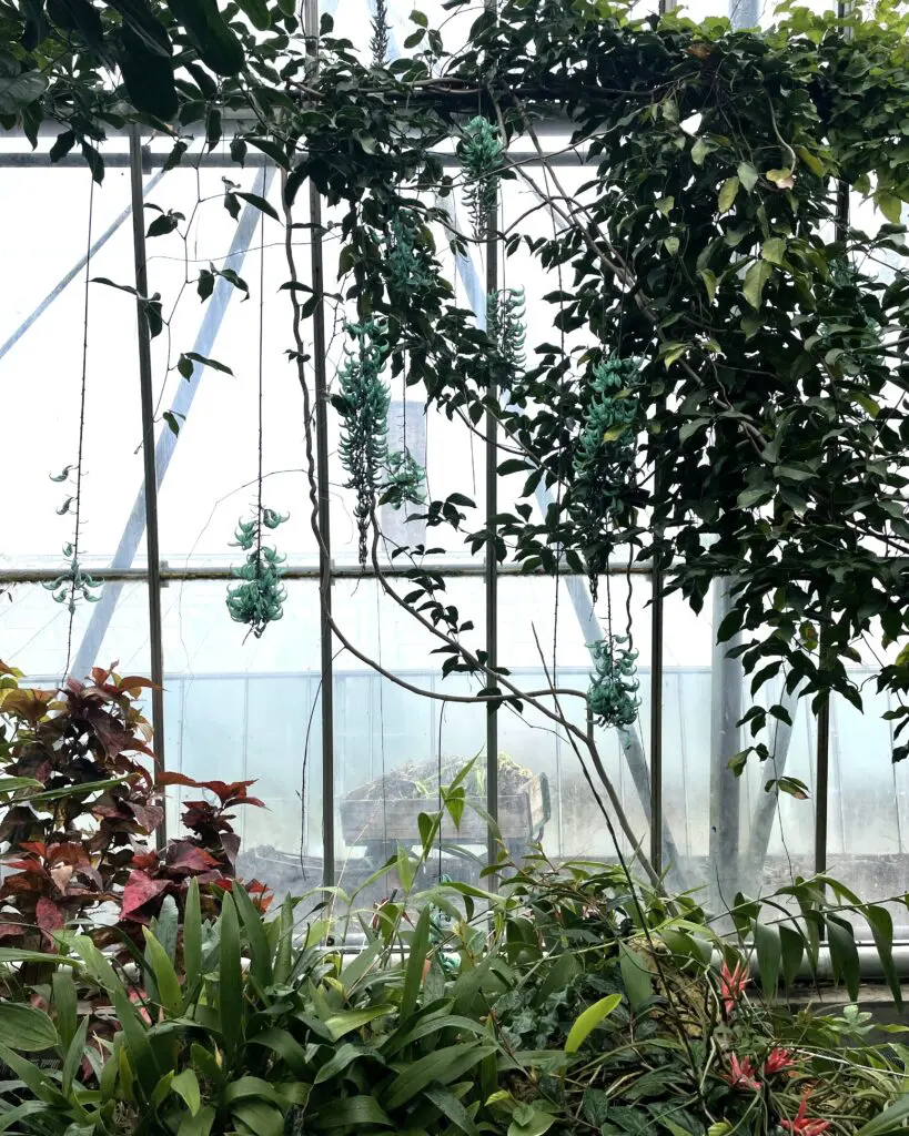 Jade vines in glasshouse
