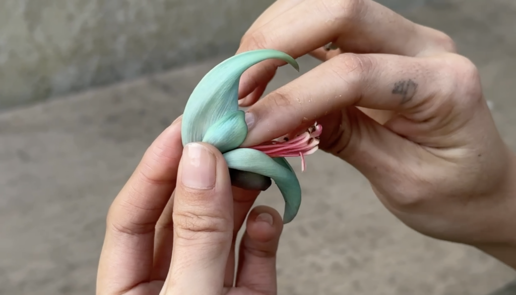 Testing the camellia and jade vine hybrid’s pollination mechanism