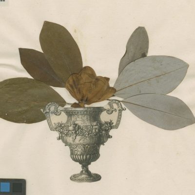 Magnolia 2