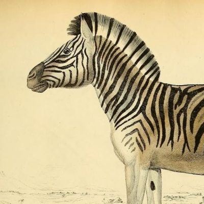 Edinburgh journal of natural history and of the physical sciences.
Edinburgh [etc.] :Published for the proprietor [etc.],1835-1840.
https://biodiversitylibrary.org/page/33665579